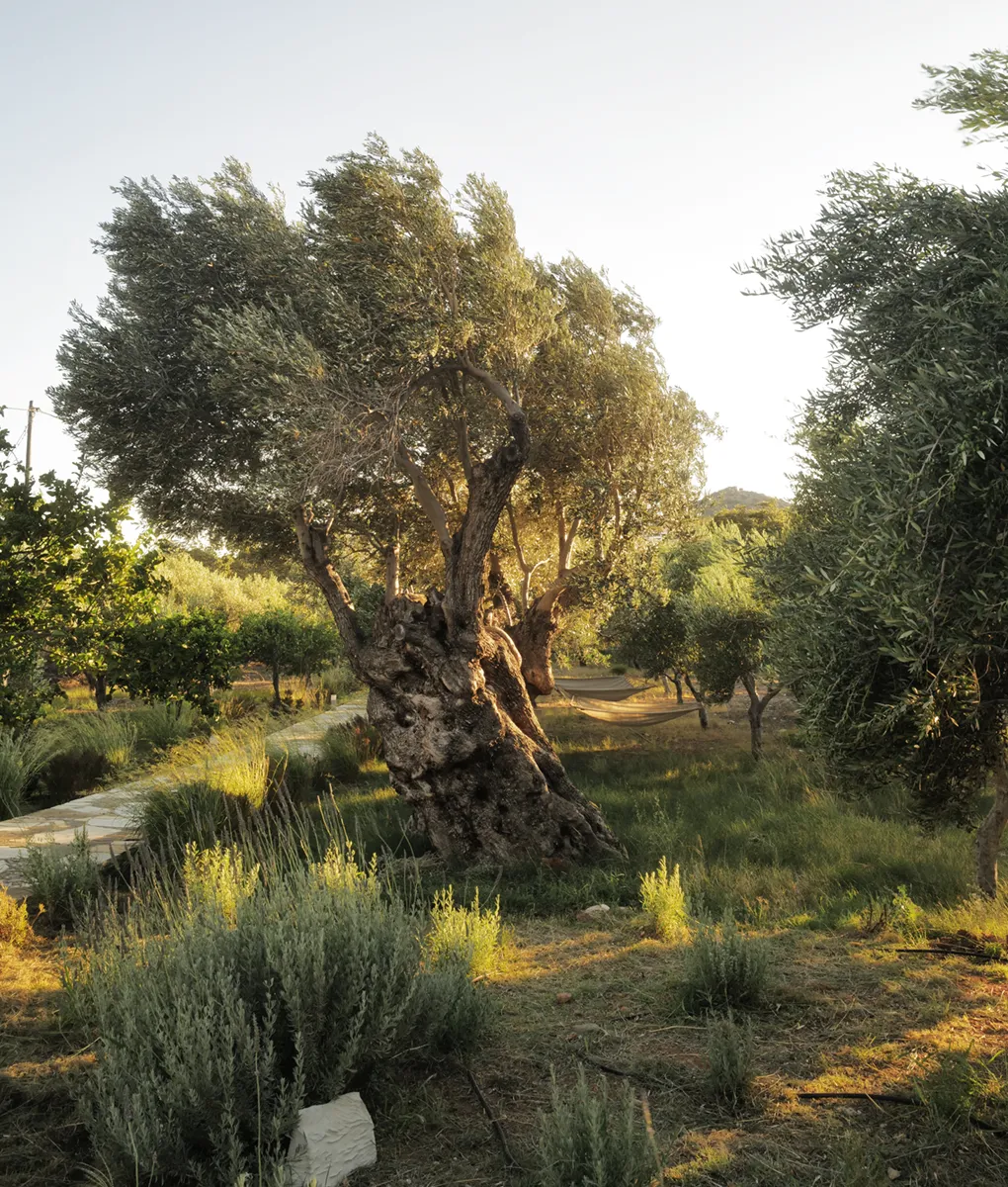 The Olive House – ein Blick auf den Olivenhain